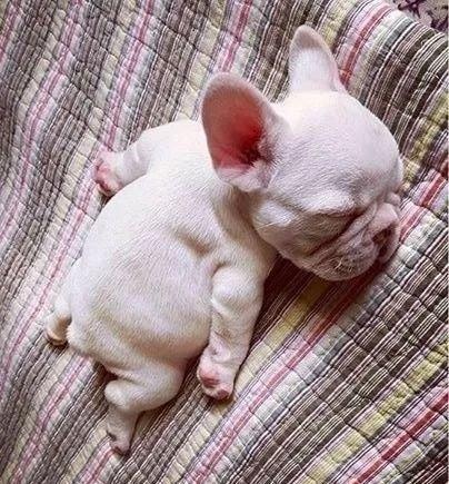 你家法斗是怎么样的,法斗突然撅屁股是怎么回事