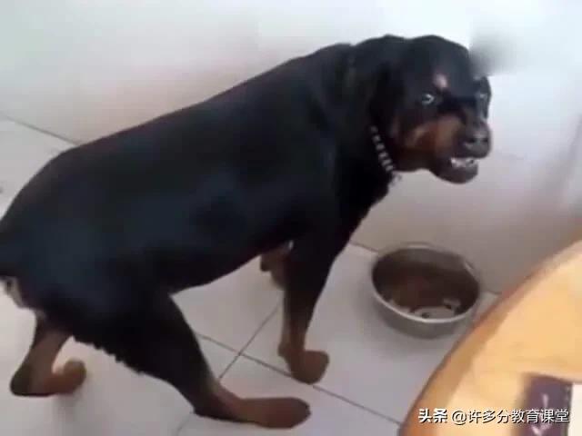 河北保定女童被2恶犬咬死，教你遇到恶犬咬人如何自救和救人