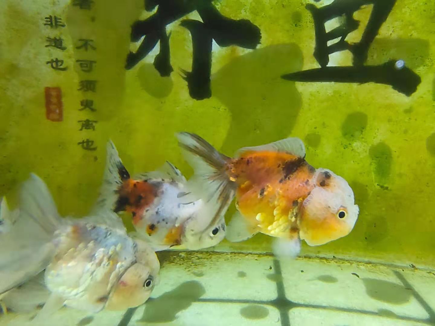 鱼缸壁上为什么容易挂菌膜,鱼缸玻璃白色菌膜用清道夫管用吗