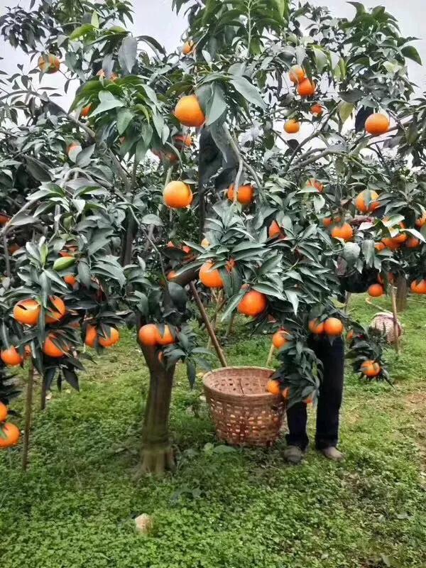 家乡的果子,家乡特产果子图片