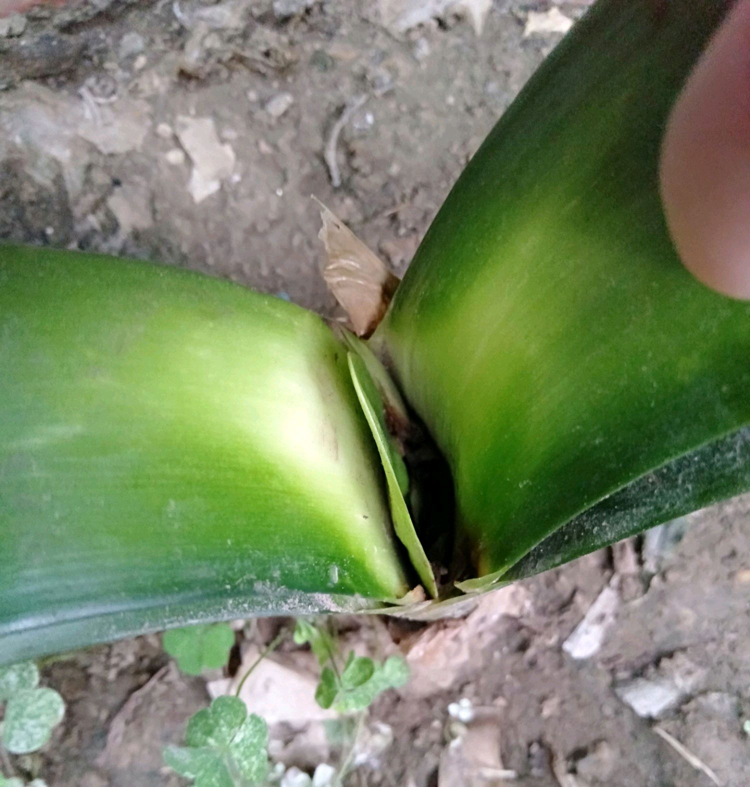 君子兰心烂了怎么办必须剪头吗,君子兰烂心砍头正确方法