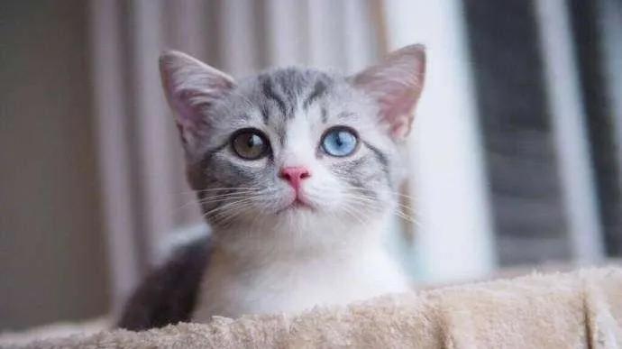 猫咪太小怎么喂,猫咪太小怎么用猫砂