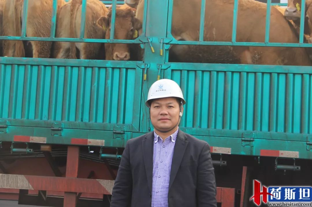 6000多头“澳妞”登陆京唐港中澳贸易即将零关税安格斯关税直降2%