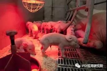 母猪产前一个月流产是怎么回事,母猪1个月流产