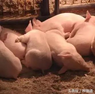 猪场这5个因素常常引猪腹泻，可以这样预防和治疗，效果很明！