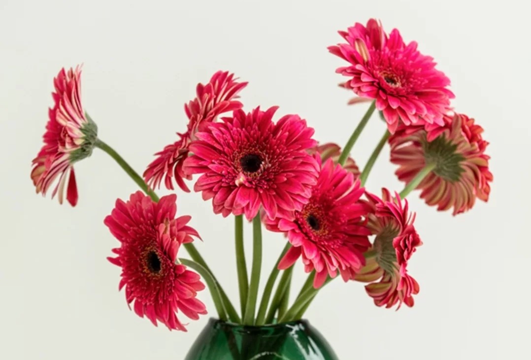 蓝色花花花语,花语是我喜欢你的花