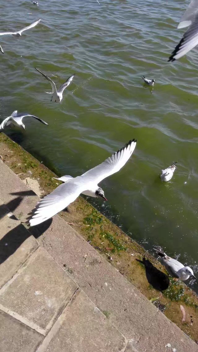 我眼中的昆明,昆明春之城