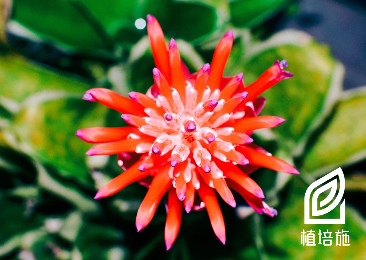 水塔花冬季怎么养护,水塔花冬季养护