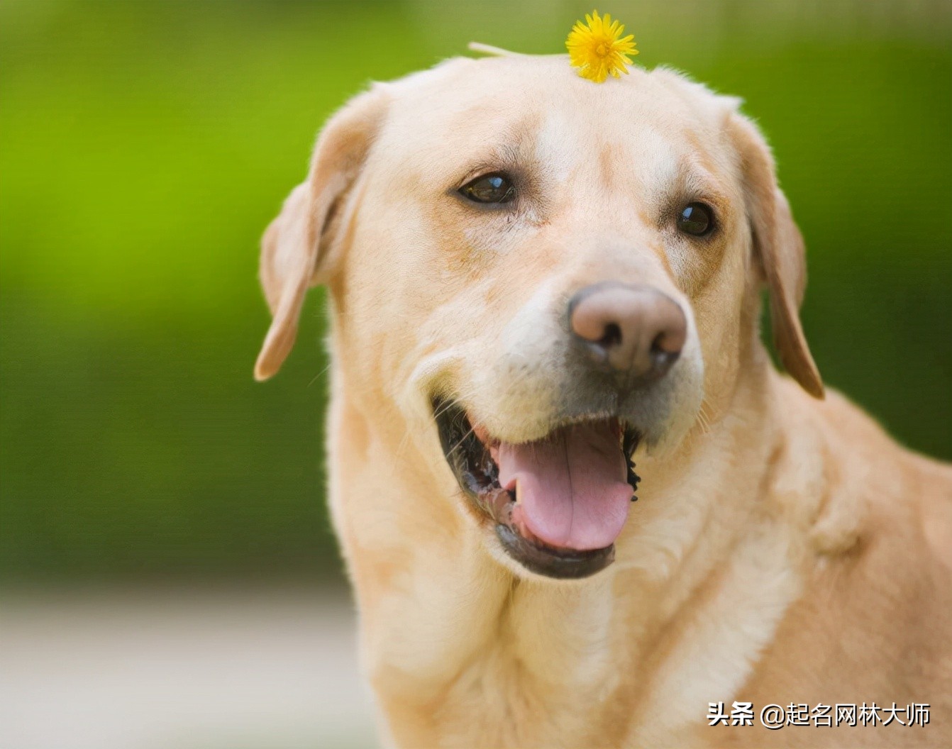 时尚潮流狗狗名字,有趣的狗狗名称