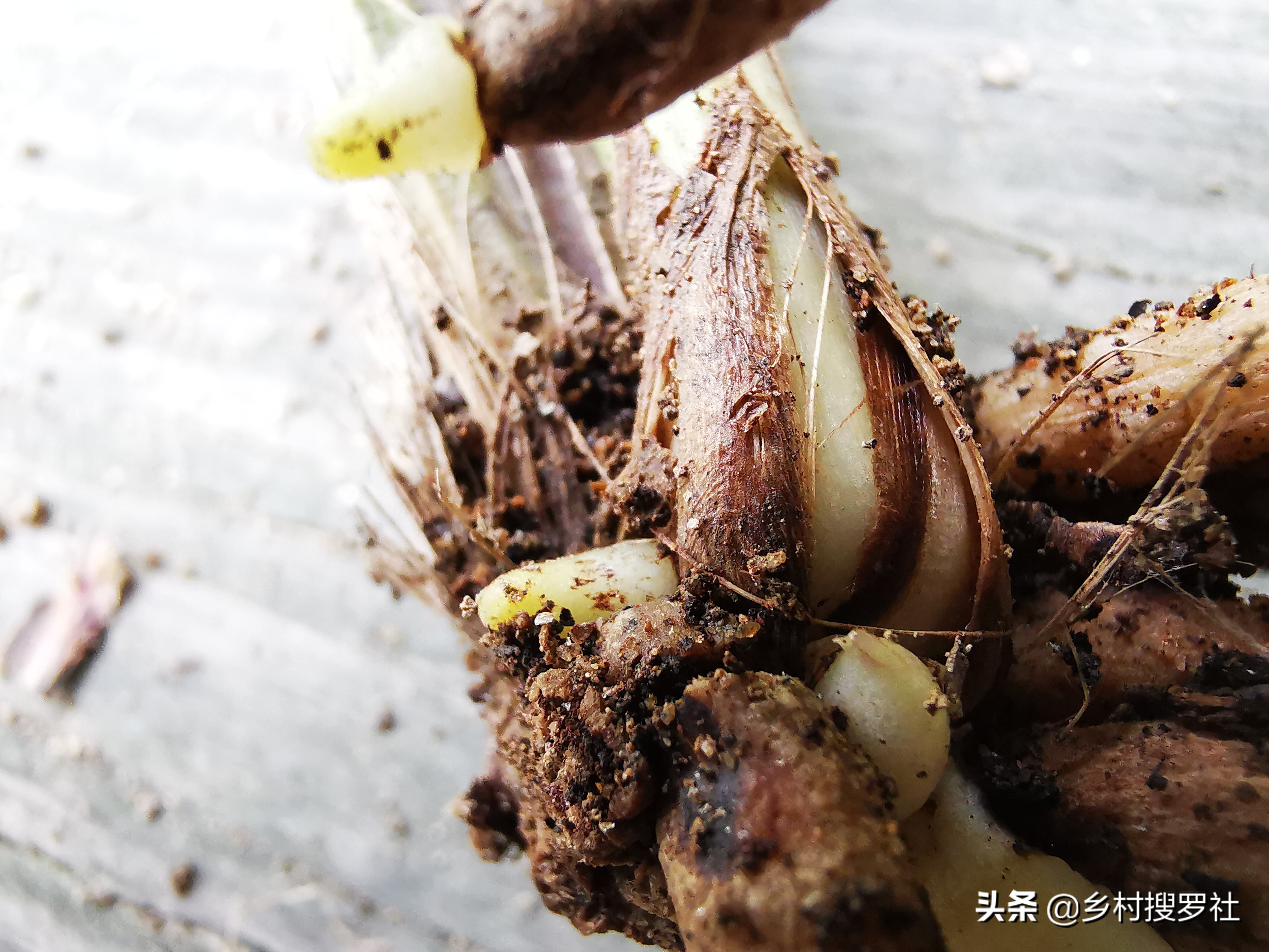 蕙兰海底芽形成原因,蕙兰苗怎么养才能壮