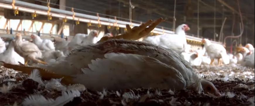 疯牛病牛吃牛骨饲料,牛吃了牛骨饲料会得疯牛病吗