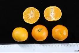 柑橘新优优缺点,设施柑橘新品种优缺点