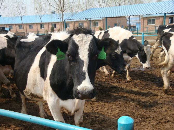 奶牛场挤奶注意事项,奶牛挤奶怎么处理可以喝