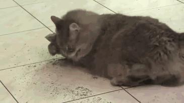 猫咪为什么吸了猫薄荷会那样,猫咪吸了猫薄荷后场面一度失控了