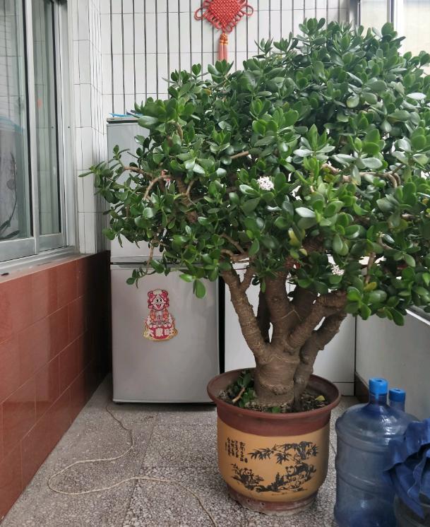 四种便宜又好养的花卉,一年四季最好养的盆景花