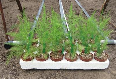 芦笋的种植方法如何提高产量,芦笋优质高产高效栽培与管理技术