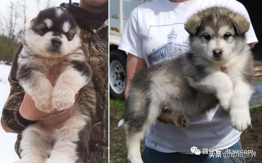 世界犬种大全,阿拉斯加雪橇犬和哈士奇