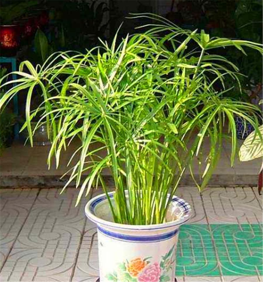 水培水竹黄叶是什么原因引起的,新买水竹怎么培养才不会黄叶