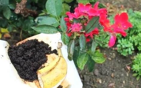 水果皮厨余垃圾是怎么变成肥料的,香蕉皮用来养花的几大作用