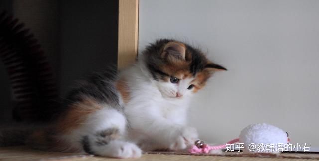 韩语零基础入门怎样学韩语发音,韩语学习零基础入门教程韩语发音