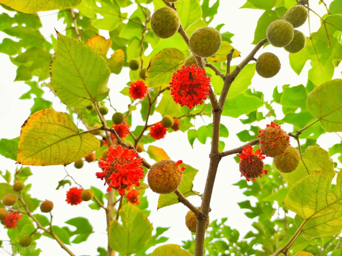 构树如何彻底去除不伤土,农村构树怎么消灭