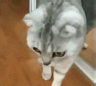 母猫怀孕了铲屎官升级了,猫咪怀孕了铲屎官应该怎么处理