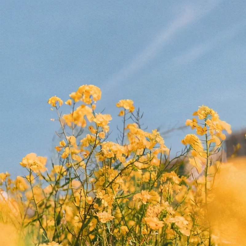 朋友圈背景图一组治愈系背景图,干净好看治愈系背景图高清全屏