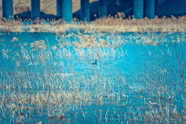 阎良石川河秋日美景,阎良最美石川河