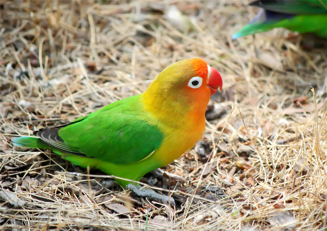 非洲鹦鹉住进仙人掌？从宠物变野生种群，占领一座城市