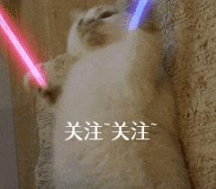 柯基幼犬第一天到家注意什么,饲养柯基6大禁忌你做过几个