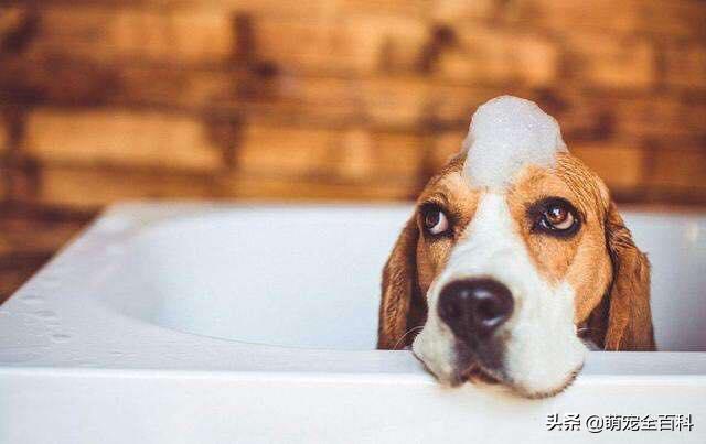 狗狗的体味，大伙知道怎么有效处理吗？一起去看看吧