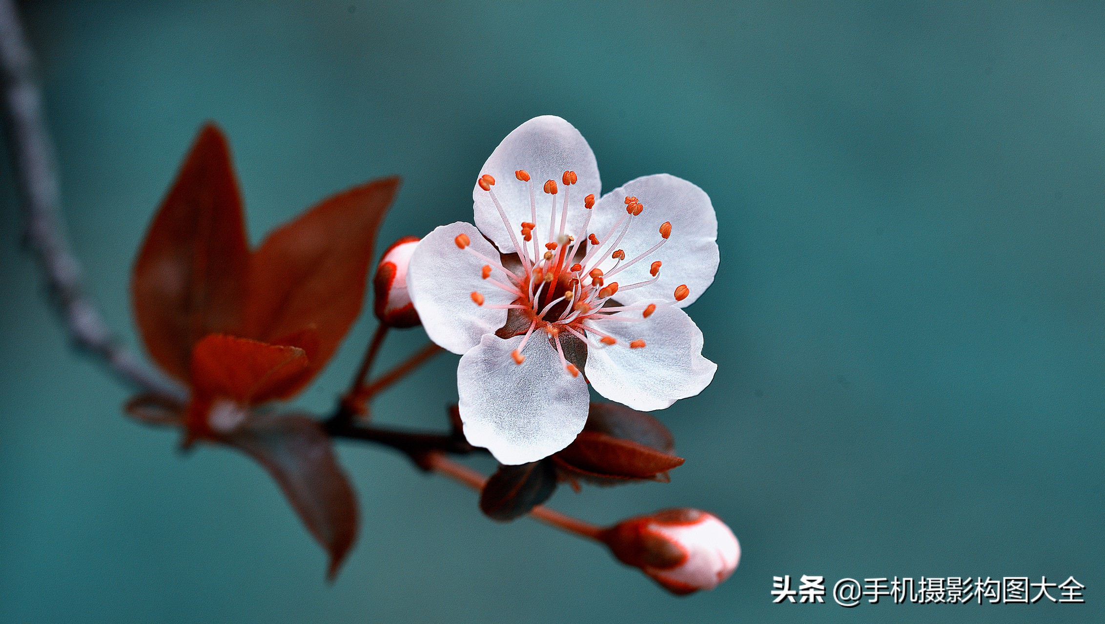 拍花十大必备技巧,拍花的100种构图