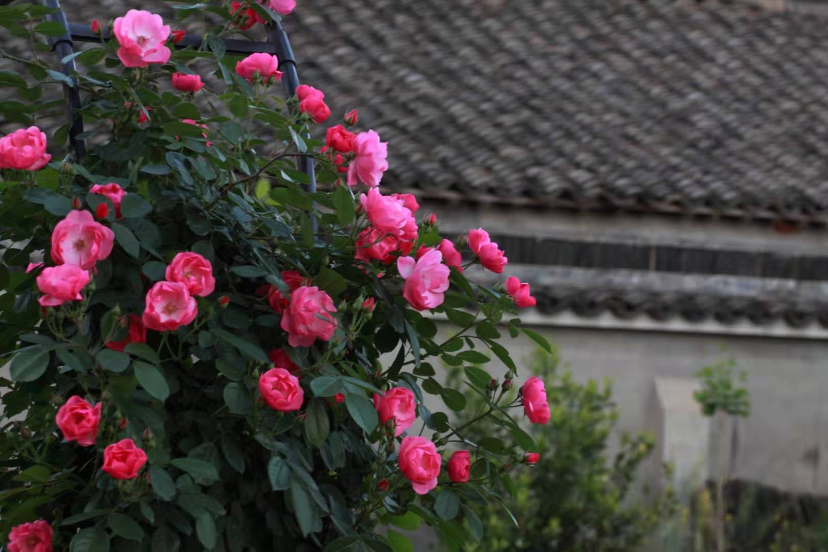 新手入坑月季视频,新手买月季需要注意什么