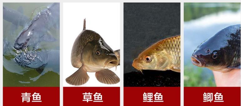 西江钓鱼用什么方块饵最好,现在的季节野钓饵怎么配