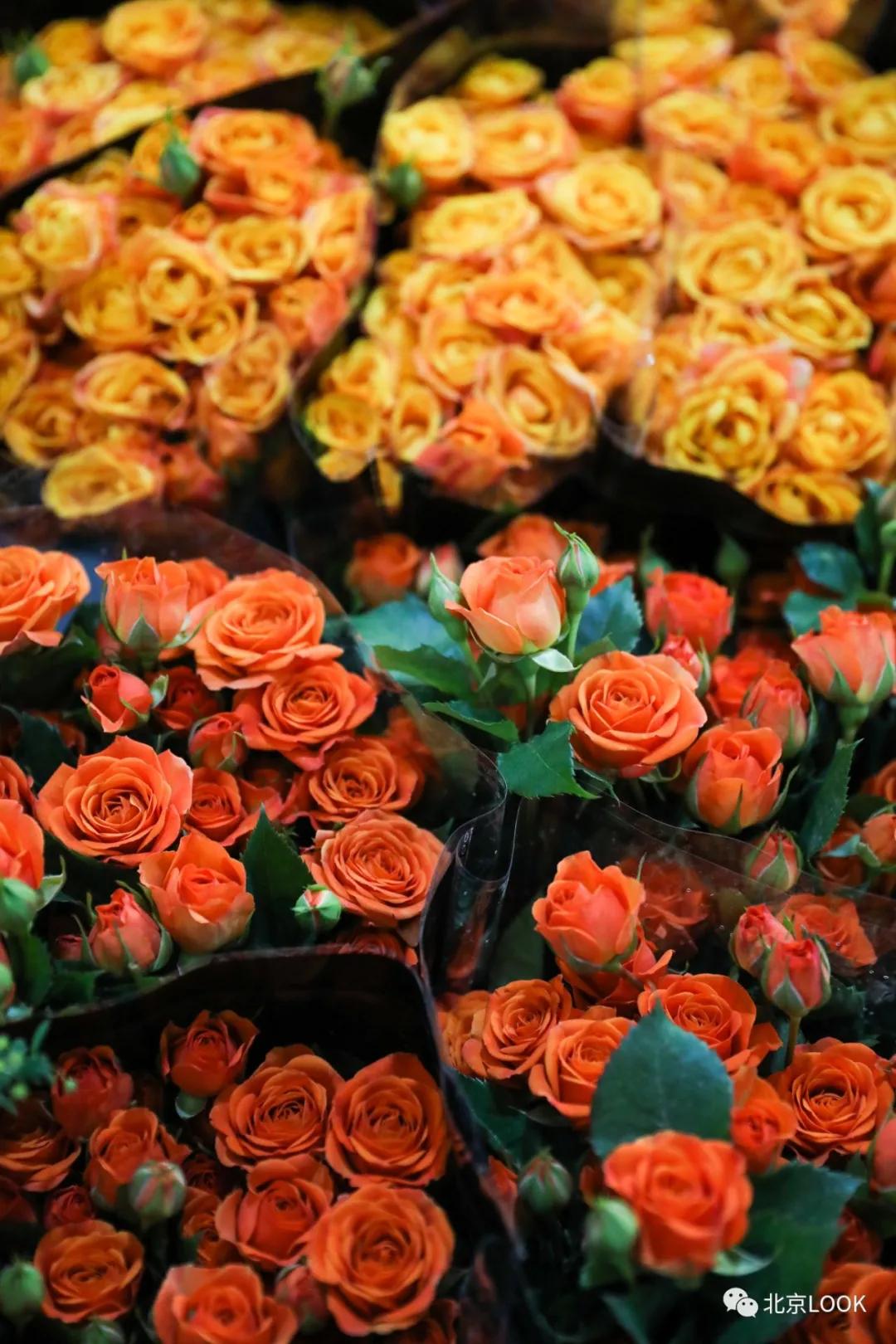 最便宜的北京花市,北京超好逛的花市