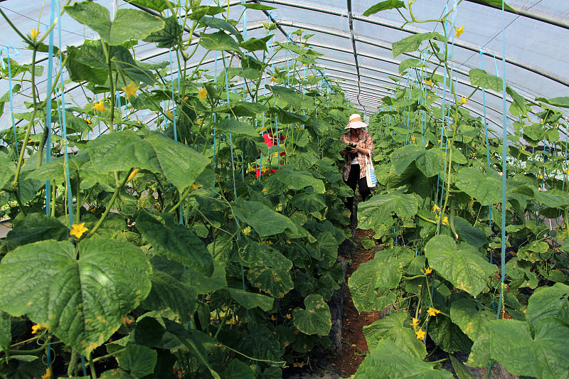 如何快速解决黄瓜黄叶,黄瓜黄叶怎么补救最快方法