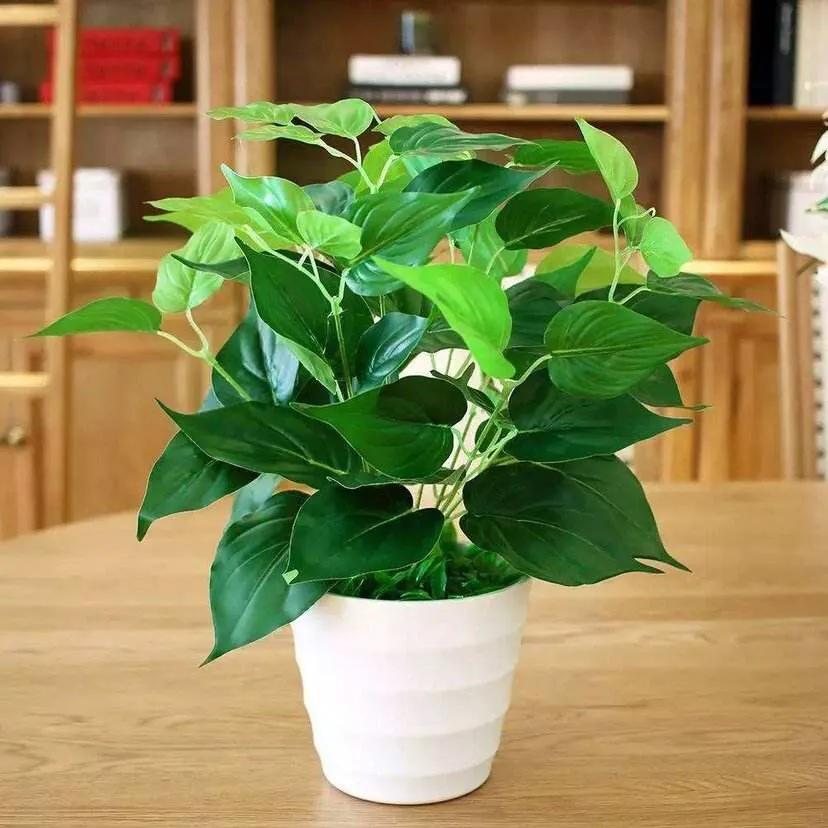 绿萝盆栽改水栽,桌面绿萝小盆栽