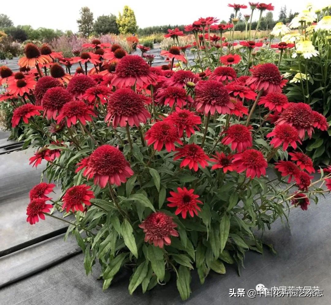 全球知名育种商网上推新品——TerraNova、ProvenWinners|环球