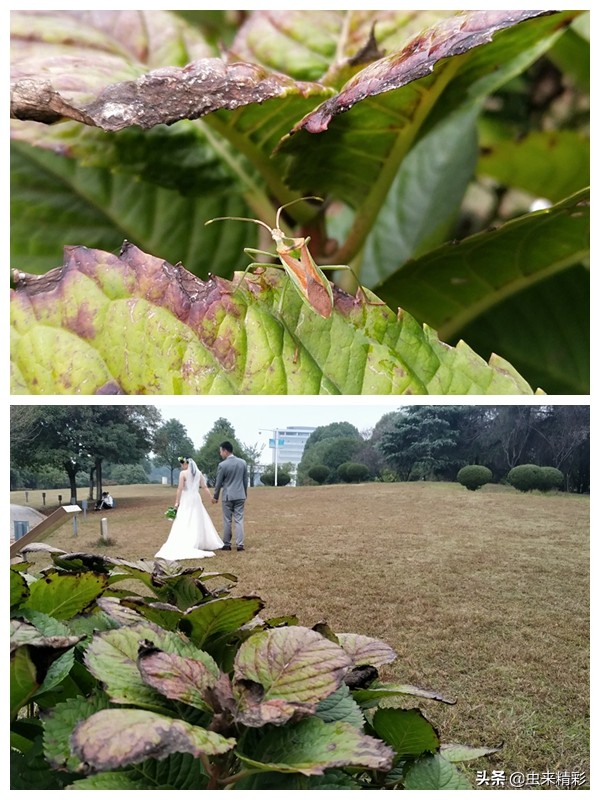 养小蜘蛛的第1天,大腹圆蛛蜕皮过程