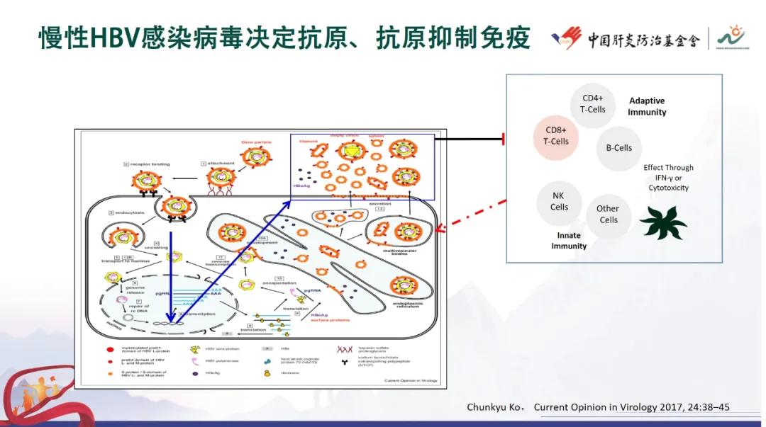 谢尧教授：HBsAg消失后的巩固治疗与持续性功能治愈