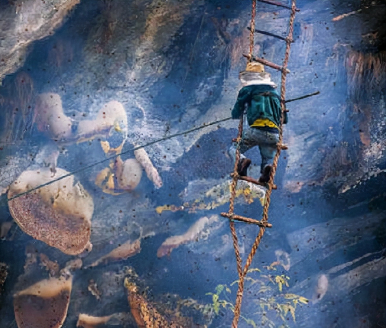 喜马拉雅采蜜人纪录片,喜马拉雅山采蜜