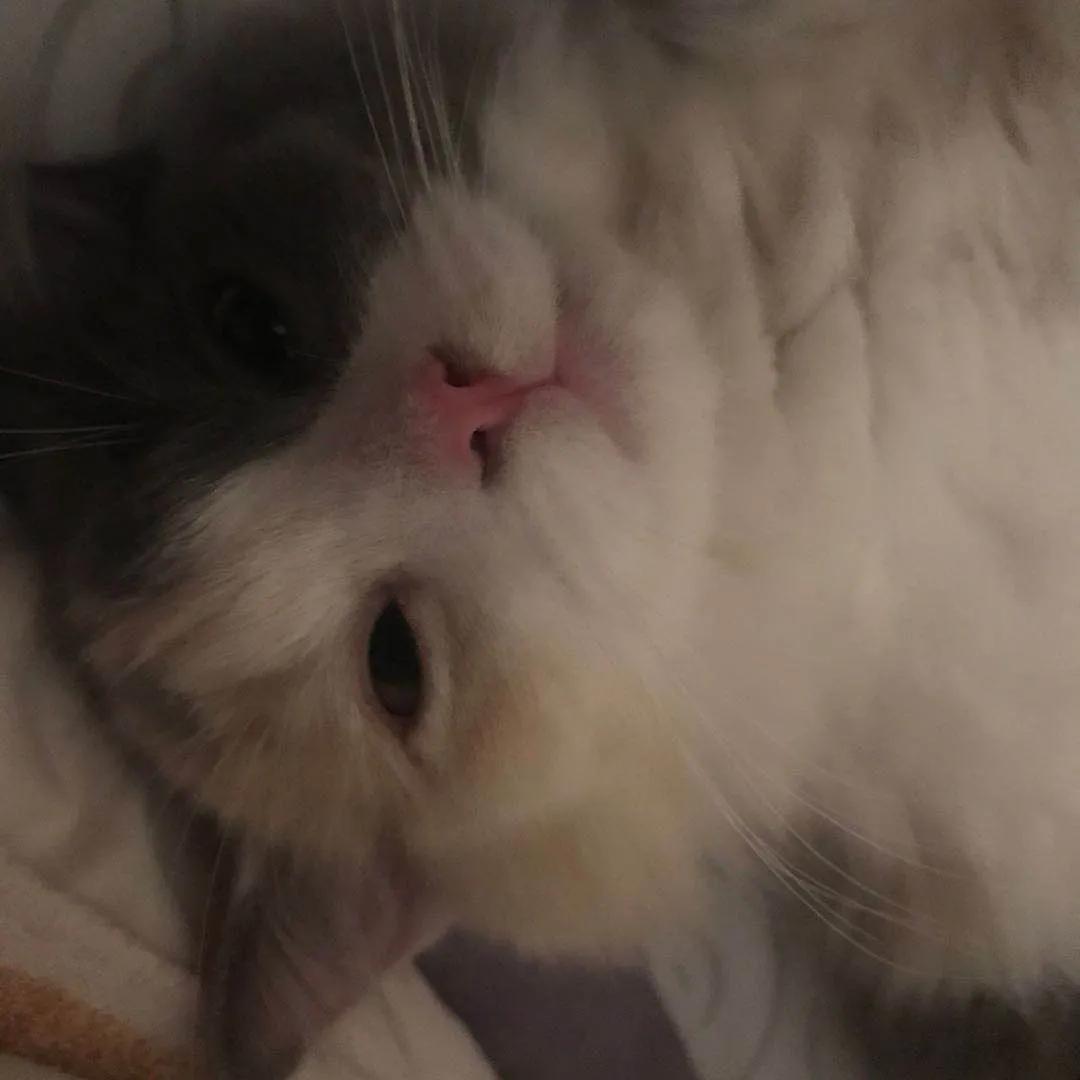 网约车猫咪托运,小猫可以用顺风车托运么