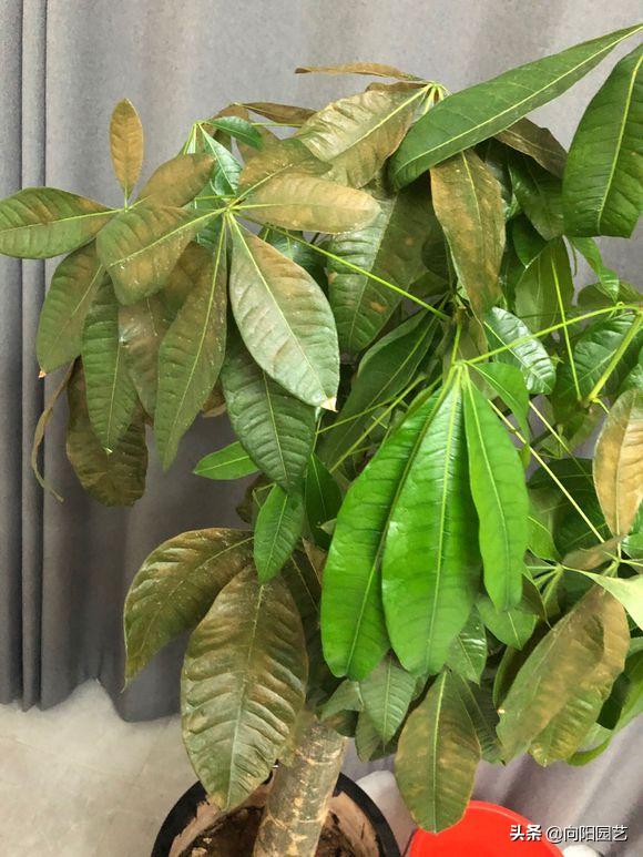 发财树树叶变紫色,发财树黄叶变绿叶的花肥