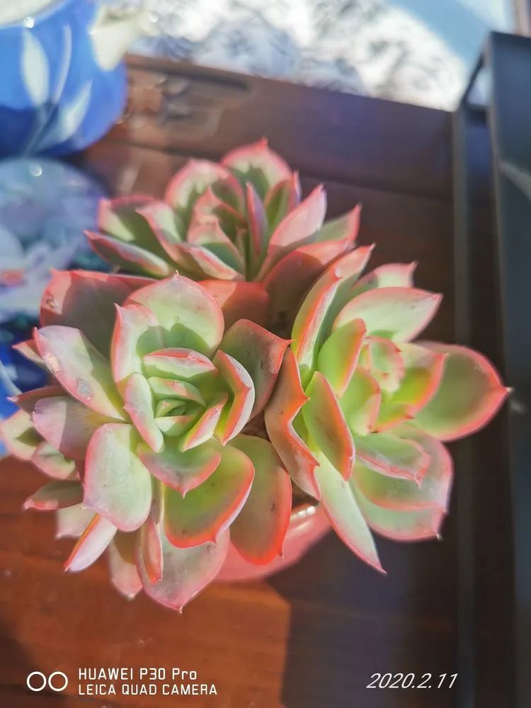 养多肉的人生感悟,人生如同养花