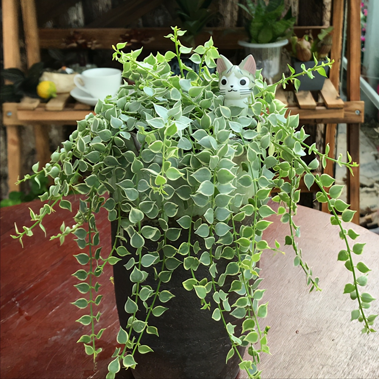 小盆栽多肉10个,5种多肉爱爆盆