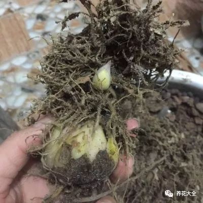 风信子开完花剪掉还会开吗,风信子开完花还可以活吗
