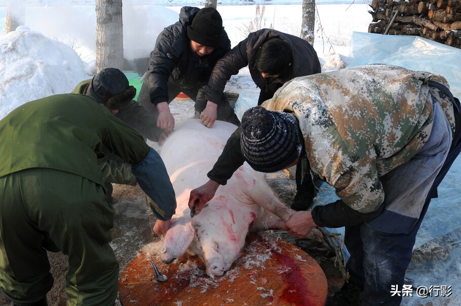 哪里体验正宗的东北杀猪菜,带着浓浓年味的杀猪菜
