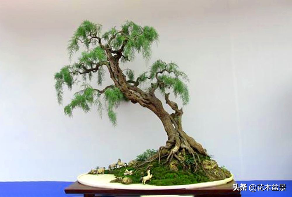 茶桌上养什么盆景植物,最好养的盆景植物推荐