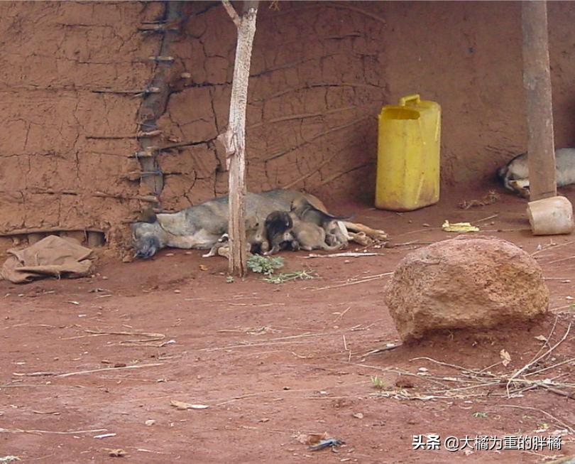 狗狗挖洞待产,分娩后遇到洞穴塌了,9只小狗先被救出