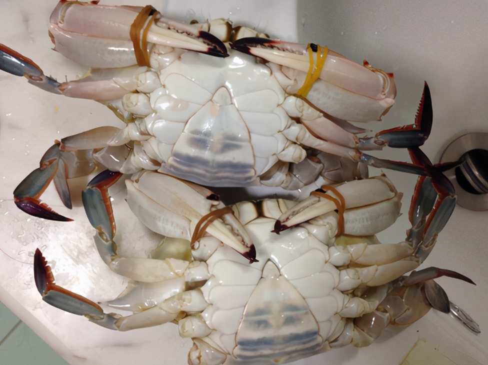 蒸螃蟹用冷水还是热水,蒸螃蟹用水还是热水好